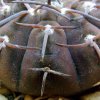 Gymnocalycium_ bodenbenderianum _ssp.bodenbenderianum_ P76c 07